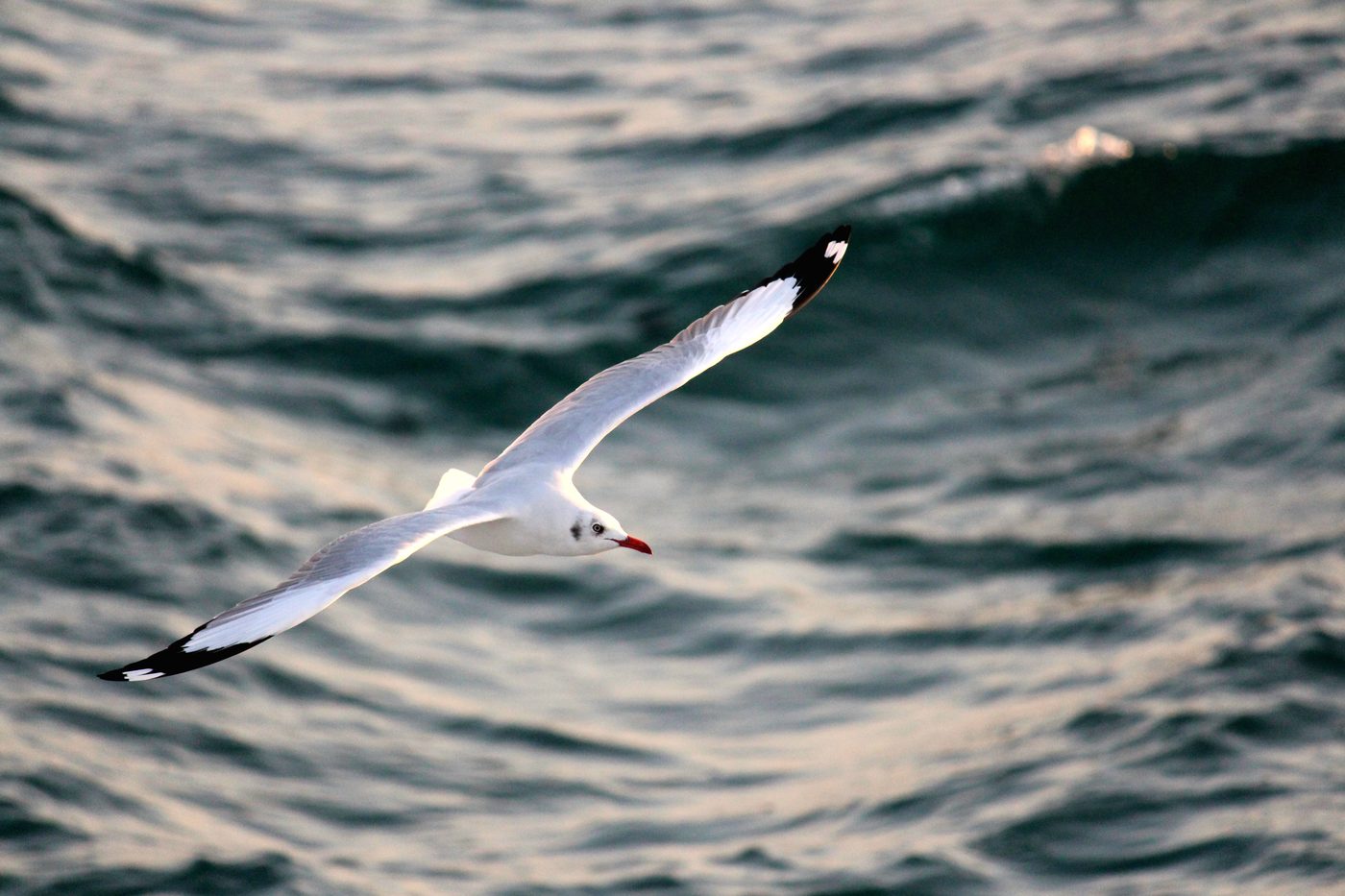 A seagull gliding over the sea