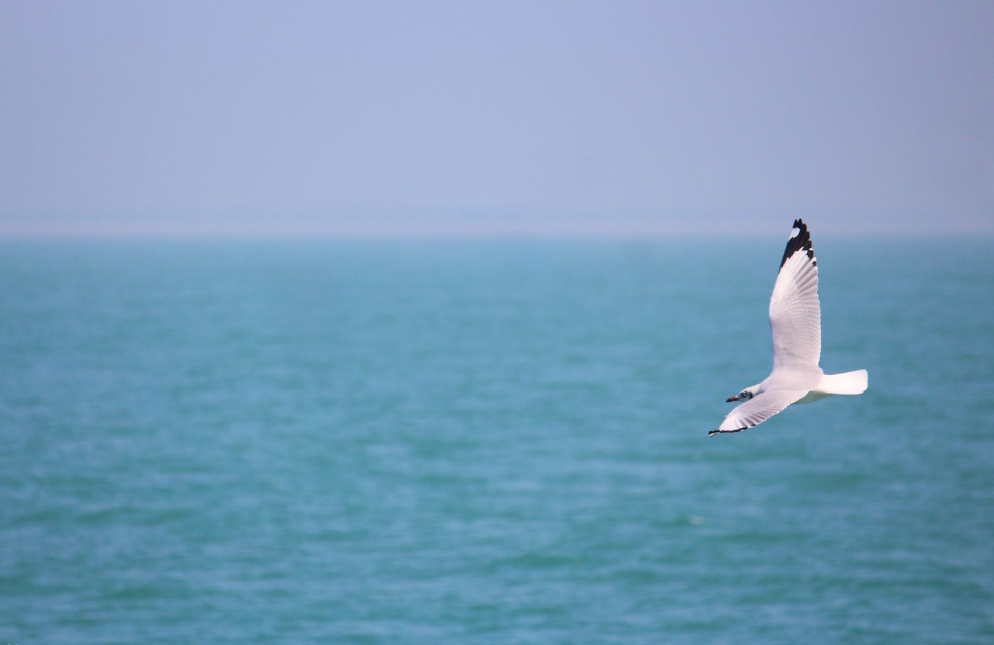 A seagull above turquoise sea
