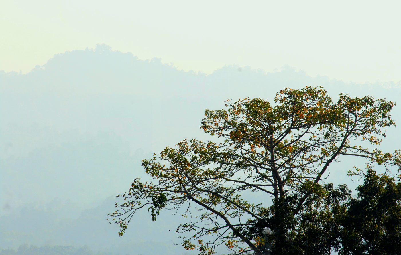 Tree against misty mountains
