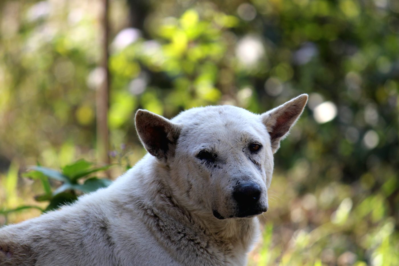 Portrait of a stray dog